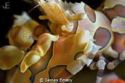 Harlequin Shrimp Close UP
Canon 7D, 60mm, nauticam.
To ... by James Emery 